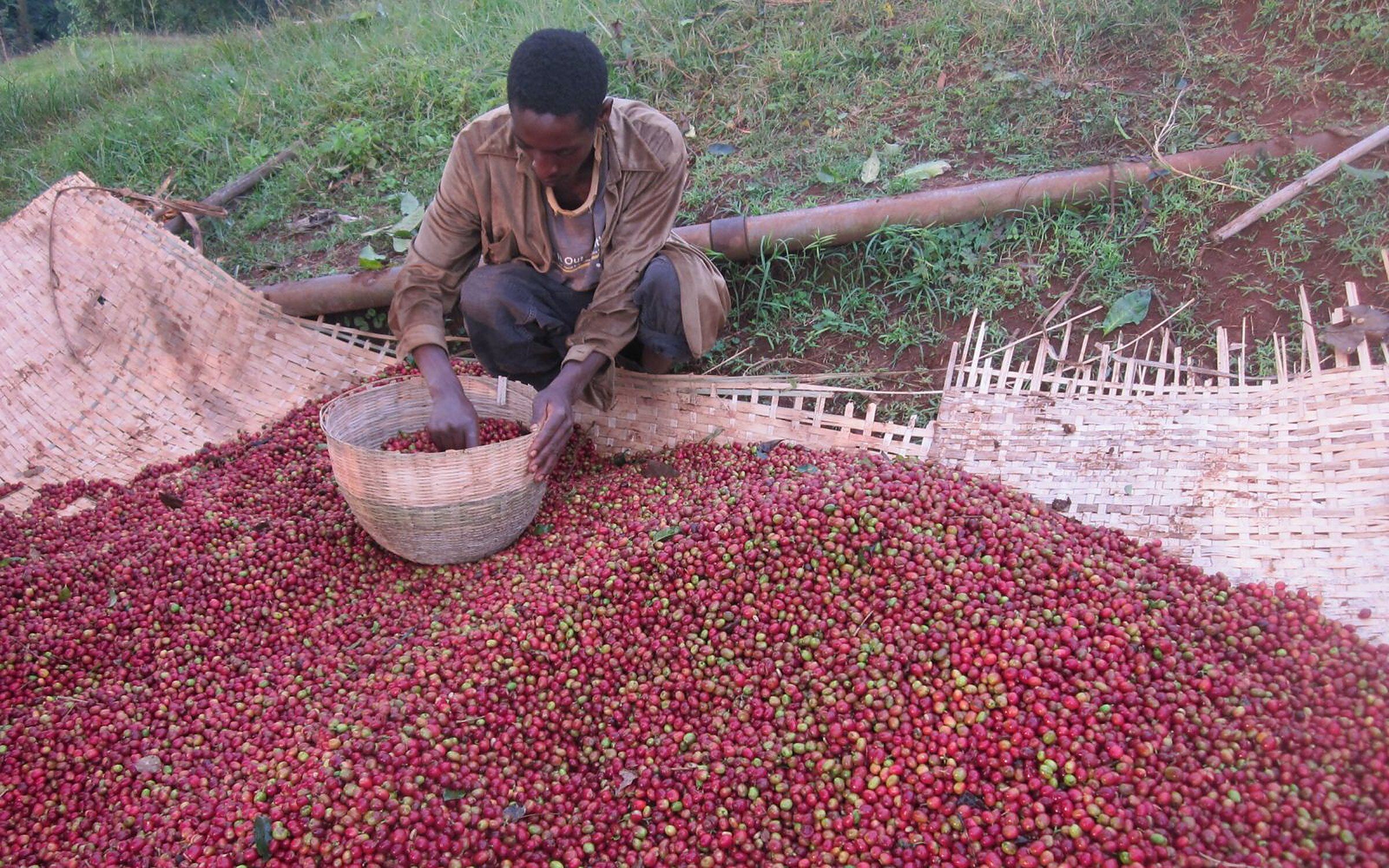 A farmer sorting freshly picked coffee cherries in Ethiopia