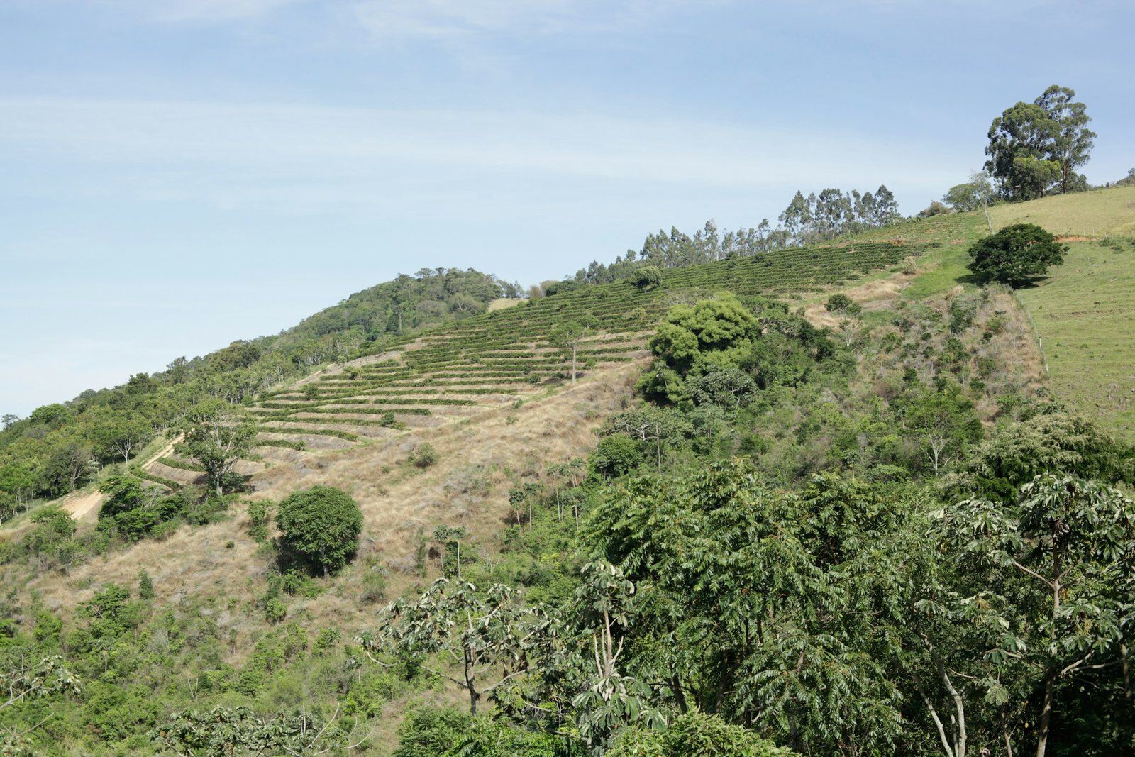 Terraced green hills in coffee country