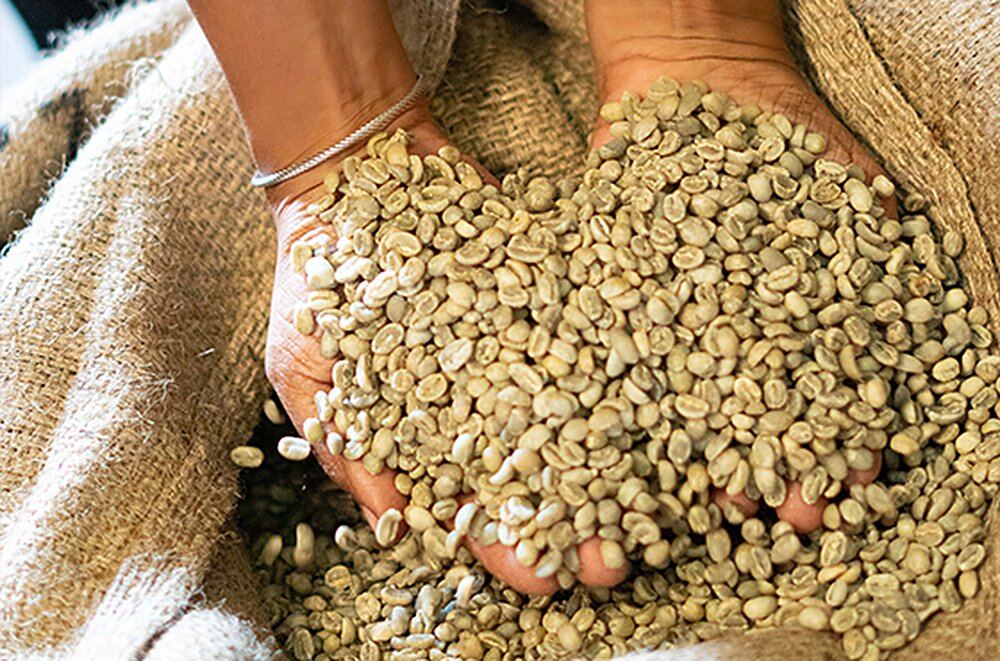 Hands cupping green coffee beans over a burlap sack